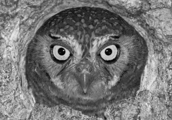 Elf Owl seen in the Big Bend region. Photo by Romey Swanson