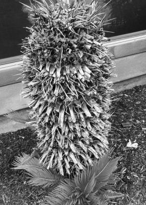 Trimming sago palms helps encourage new base growth