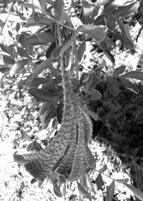 Fasciated growth is just a part of a plant’s tissues