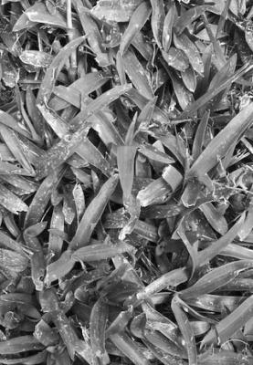Broadleaf weedkiller will eliminate dove weed