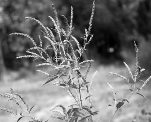 Ragweed causes allergic reaction, but goldenrod gets blame