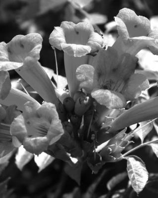 Cut off the large ‘mother’ trunks of Trumpet vine in March or early April