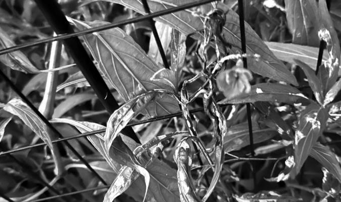 Mexican petunia Ruellia problem on leaves.