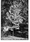 Nature Health and Raised Bed