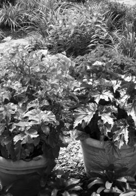 Check container plants for pests before bringing them inside for winter