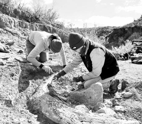 University of Kansas graduate student Haley Bjorklund and CBBS Archaeologist Erika Blecha work carefully to uncover a mammoth tusk recently discovered in West Texas. Photo by Justin Garnett
