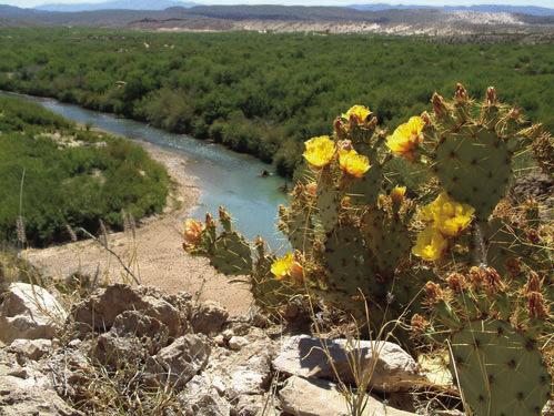 Prickly pear blooms overlooking the Rio Grande. Photo courtesy of National Park Service