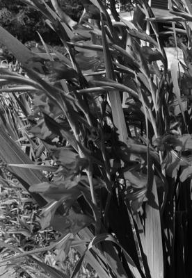 Byzantine gladiolus are especially hardy
