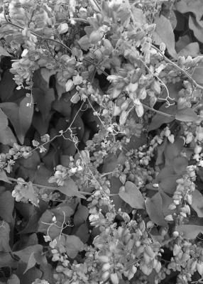 Coral vine seeds require scarifi cation for good