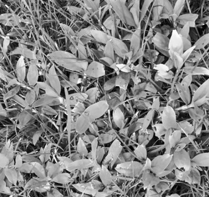 Virginia buttonweed is the most difficult to eradicate