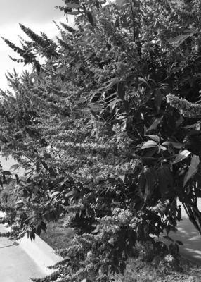 Vitex trees require full sun to bloom properly