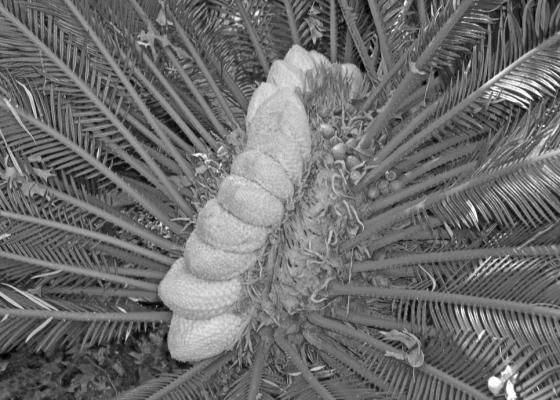 Sago fasciated.
