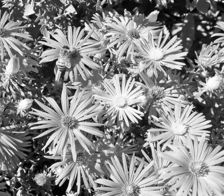 Fall aster with bee.