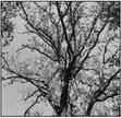 Dying post oak. CONTRIBUTED PHOTO