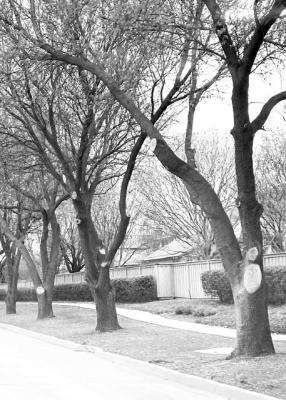 This is an example of a terrible pruning technique on several levels. Cuts were made against trunks without regard to branch collars. The result was much more surface left exposed. Too much top growth was removed at one time. Cuts were not sealed to protect against the spread of oak wilt. Cuts were made Easter weekend – right in the middle of the spring “Do not trim” season for all types of oaks. Photo by Neil Sperry.