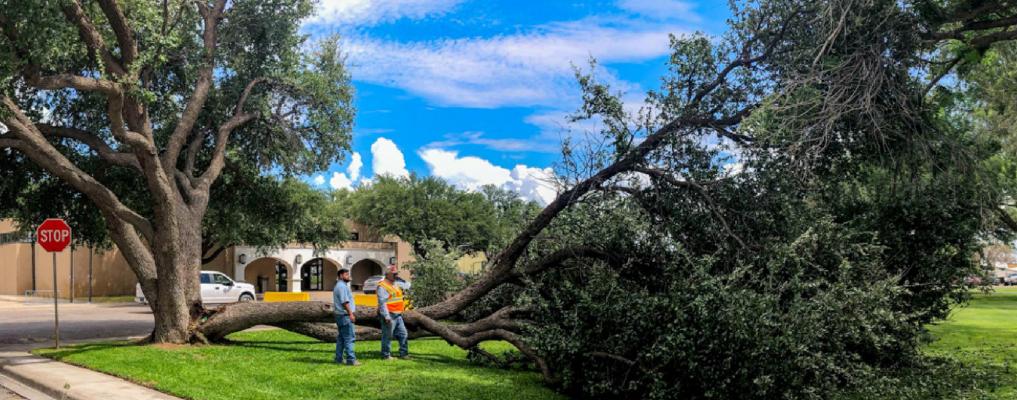 Large tree falls, intersection remains closed