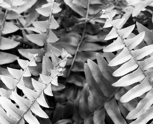 Spring is the best time to propagate ferns