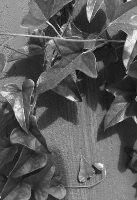 Nandinas: Invasive or Beloved?