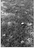Mushrooms are not harmful to lawn grass