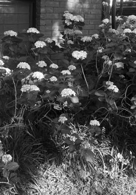 Steel Magnolias and Leggy Hydrangeas