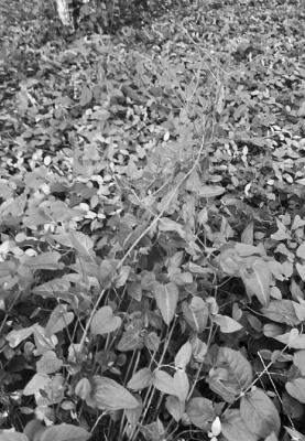 Glyphosate-only herbicide should take care of invasive vines