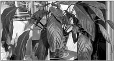 Peace lilies flourish in bright indoor light