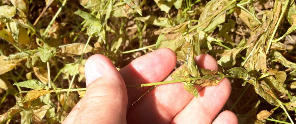 Torched leaves suggest infestation