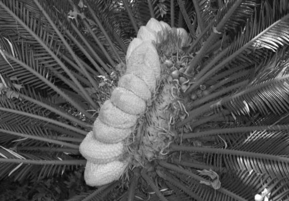 Sago fasciated.