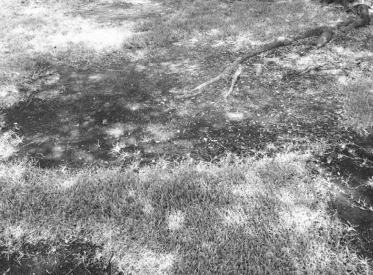 St. Augustine dying beneath live oak.