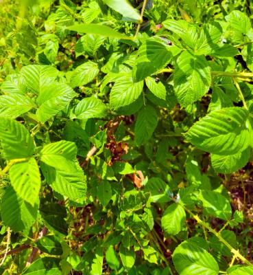 Neil’s Guide to Summer Garden Battles