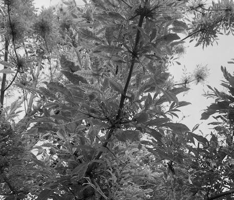 Ash leaves on challenged tree. CONTRIBUTED PHOTO