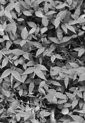 Glyphosate-only herbicides are inactive in soil