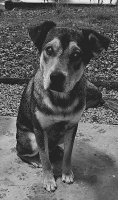 PET OF THE WEEK