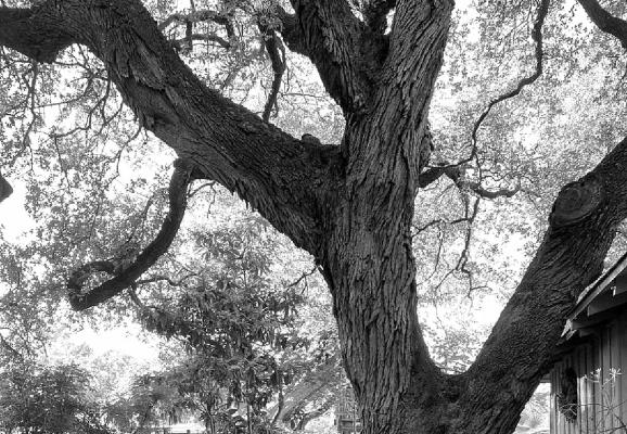 No product or process can sterilize cedar elms