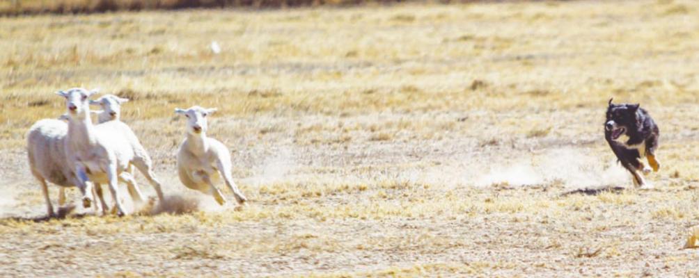 Fort Stockton hosts Texas Sheep Dog Association trial event