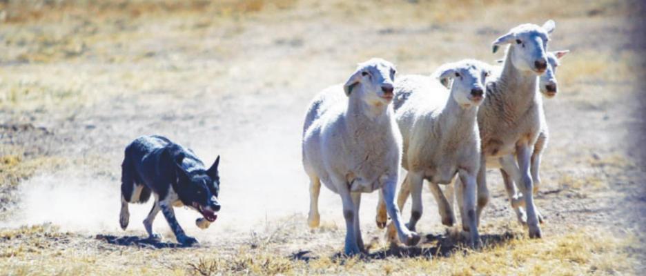 Fort Stockton hosts Texas Sheep Dog Association trial event