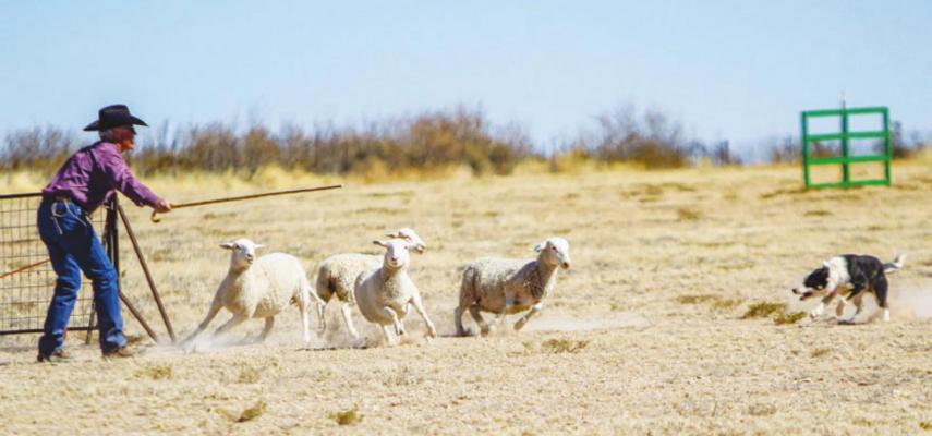 Fort Stockton hosts Texas Sheep Dog Association trial event