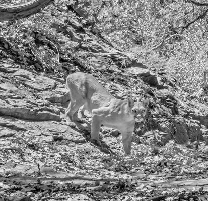 Texas grants mountain lions historic protections