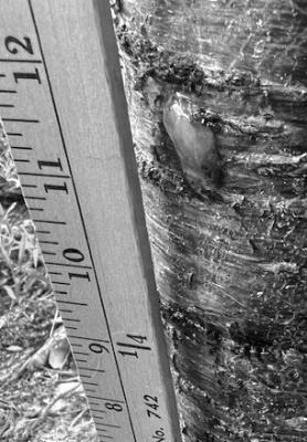 Cherry tree issues most likely wasp-like borers