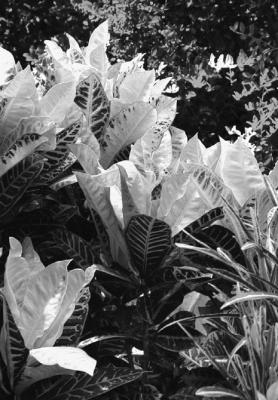 Crotons need bright light to develop their most intense leaf colors
