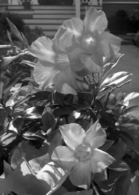 Climbing Mandevilla Needs Guidance