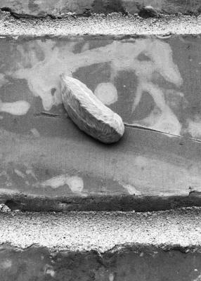 Be vigilant for asps and snakes while working in leaves and beds