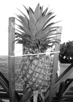 Apple cores speed up pineapple plant fl owering
