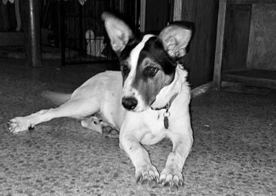 PET OF THE WEEK