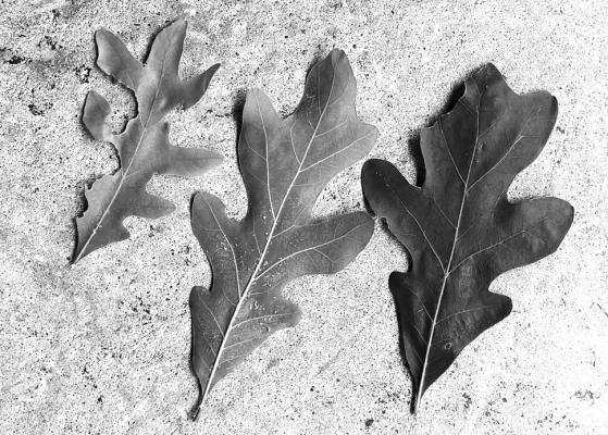 Oak with Leaves being Chewed
