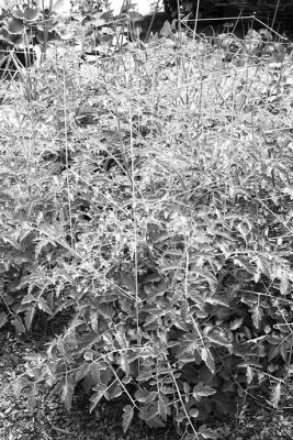 Tomato cages are good for developing fruit