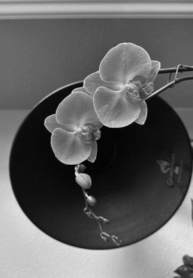 Orchids are slow, be patient