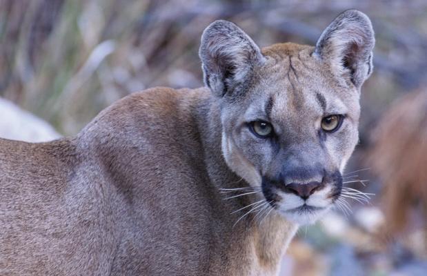Mountain Lion Photo courtesy BBNP and Dennis Sweetman