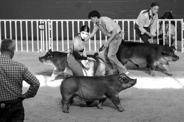 Top Marks — Carla Vazquez, who earned a coveted spot among the top 12 in Senior Showmanship, also exhibited her Duroc pig in the Junior Show, securing an excellent fourthplace finish. Courtesy Photo