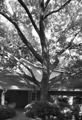 Pecan trees one of the nicest species of trees in Texas